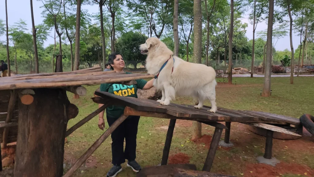 Dog training classes