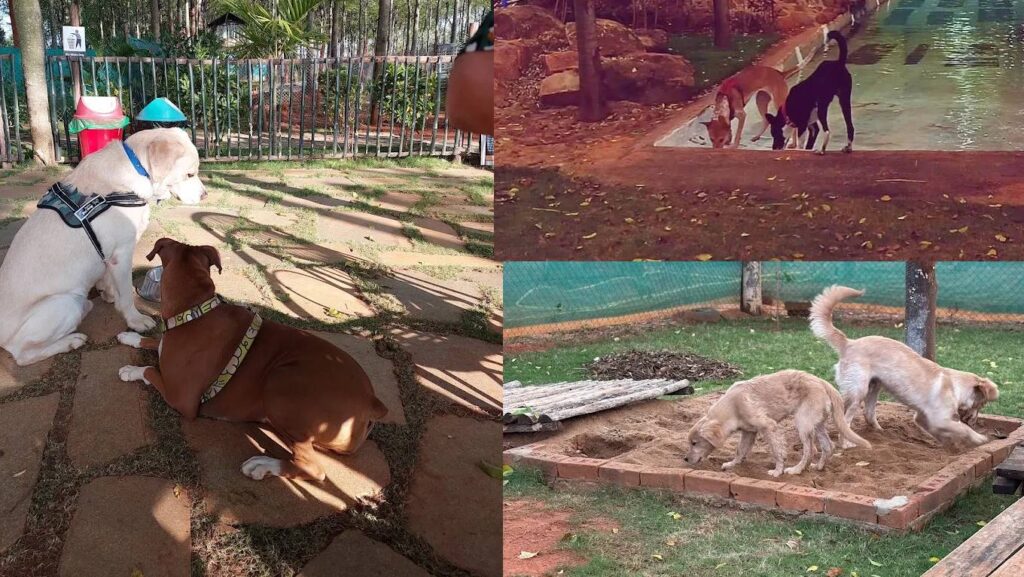 socialization 101 for your dogs at scentral park, north banglore
