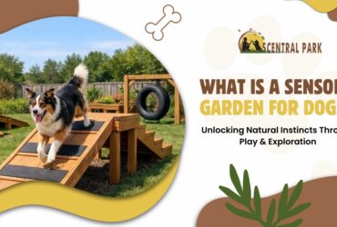 best pet boarding in Bangalore