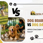 Doggy daycare and boarding Bangalore guide for safe dog care options