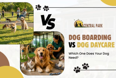 Doggy daycare and boarding Bangalore guide for safe dog care options