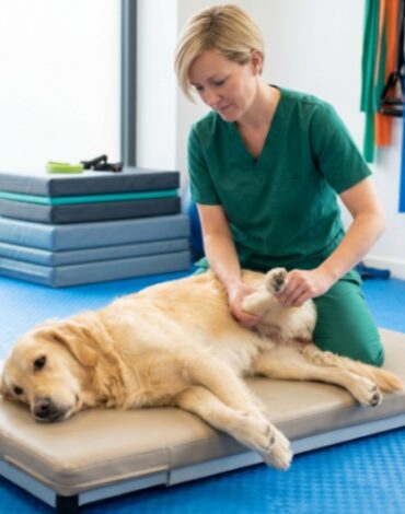 Golden Retriever receiving dog physiotherapy to improve mobility and joint health.