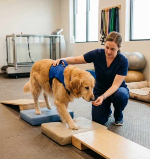 Golden Retriever practising balance during dog physiotherapy rehabilitation.