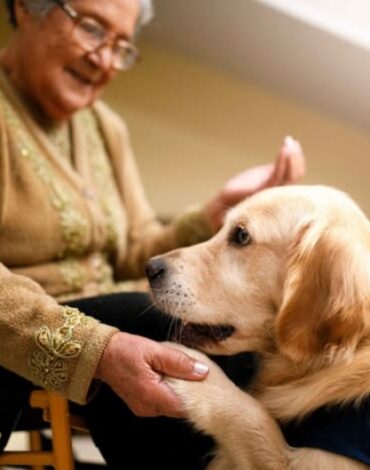 Senior dog enjoying gentle care during a senior dog wellness session in Bangalore.
