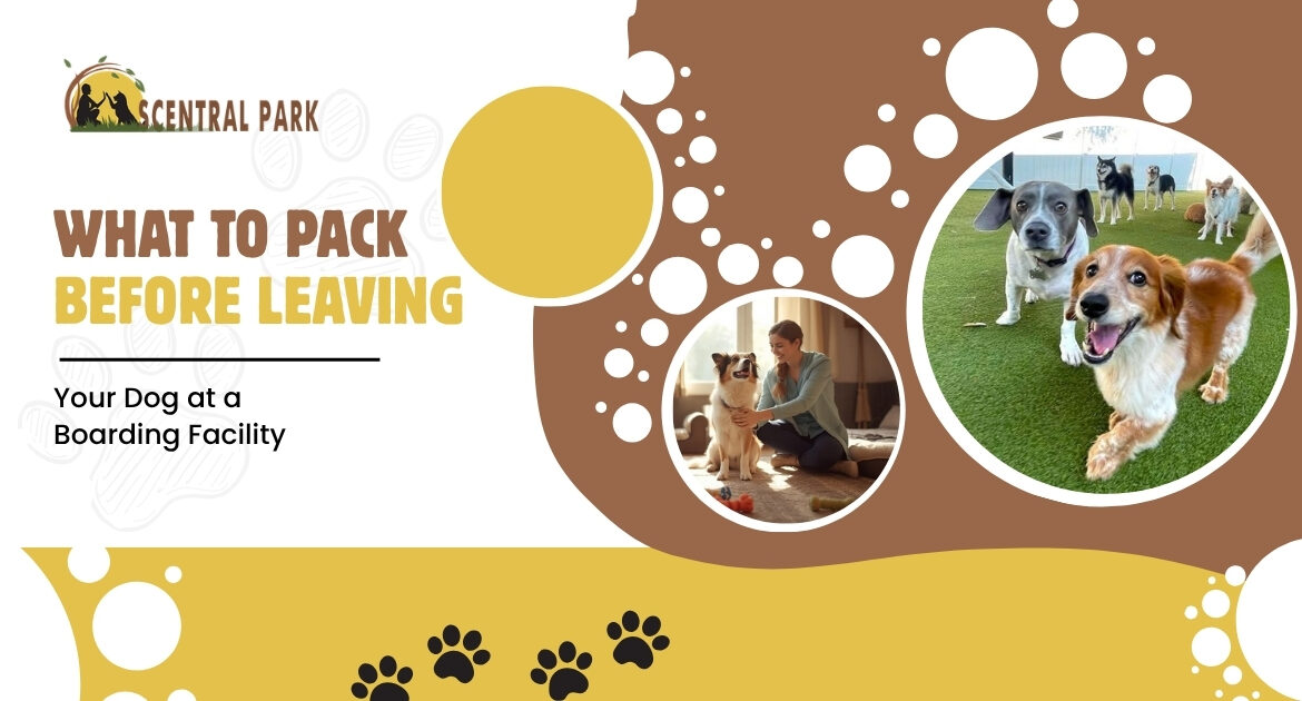 Place for dogs to stay in Bangalore with professional boarding services
