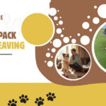 Place for dogs to stay in Bangalore with professional boarding services