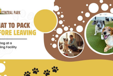 Place for dogs to stay in Bangalore with professional boarding services