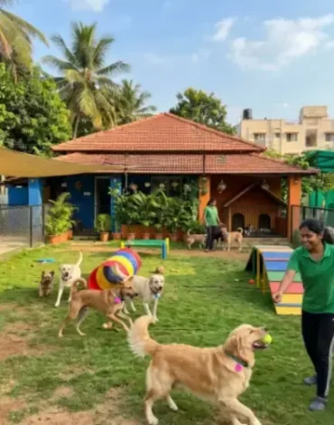 Dog boarding Bangalore with spacious outdoor play area for dogs