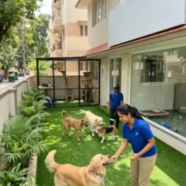 Dog boarding Bangalore with safe outdoor play and expert pet care