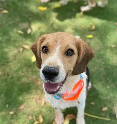 Happy dog at pet activity park in Bangalore