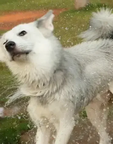 Dog play sessions at outdoor dog day-care Bangalore