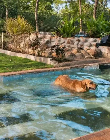 dog day outing with swimming near Bangalore