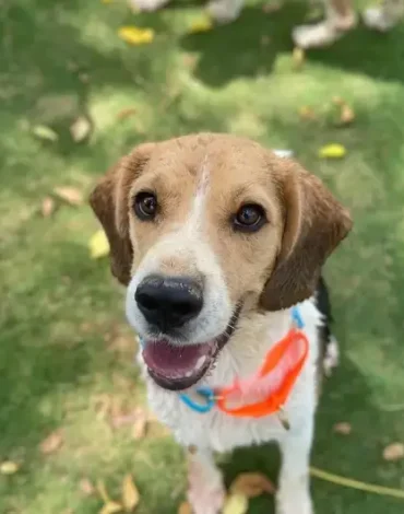 Happy dog enjoying outdoor play at a dog-friendly park