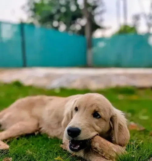 puppy daycare with outdoor play area Bangalore