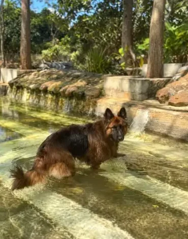 Dog enjoying swimming at dog day-care with pool