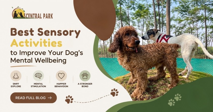 Best Sensory Activities