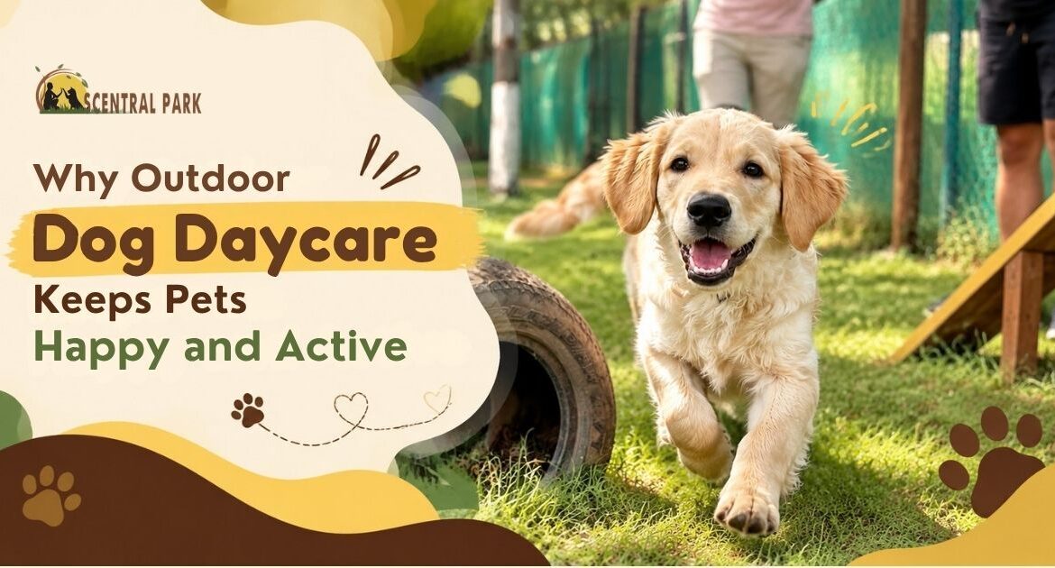 Why Outdoor Dog Daycare Keeps Pets Happy and Active