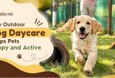 Why Outdoor Dog Daycare Keeps Pets Happy and Active