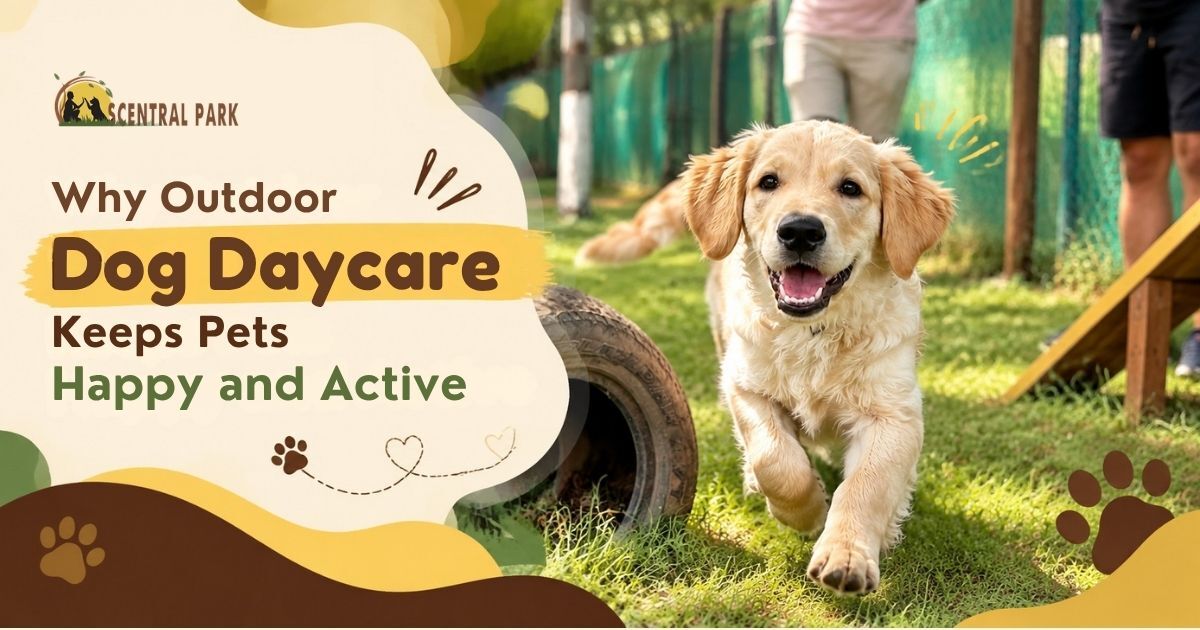 Why Outdoor Dog Daycare Keeps Pets Happy and Active