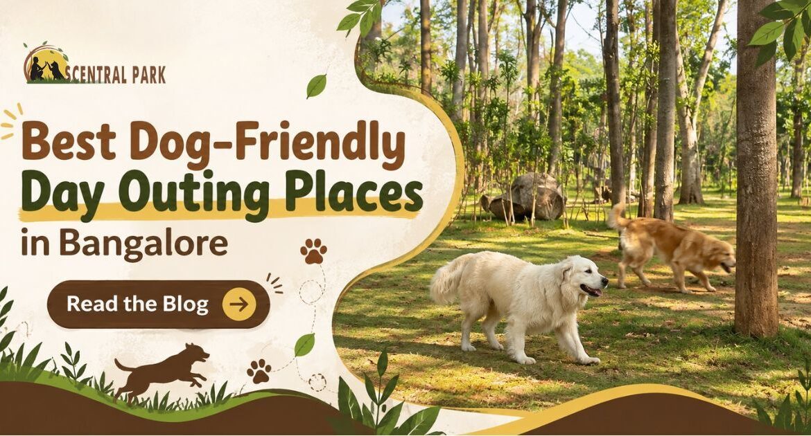 Best Dog-Friendly Day Outing Places