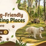 Best Dog-Friendly Day Outing Places