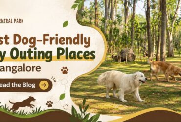 Best Dog-Friendly Day Outing Places