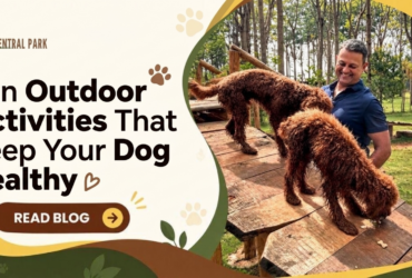 Fun Outdoor Activities