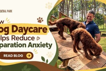 Dog Daycare Helps Reduce Separation Anxiety